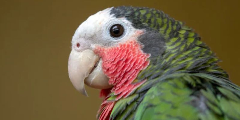Loro Amazona Cubano
