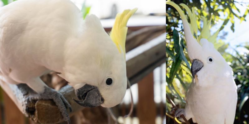 Cacatúa Galerita Tritón