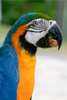 FOTO GUACAMAYO AZUL