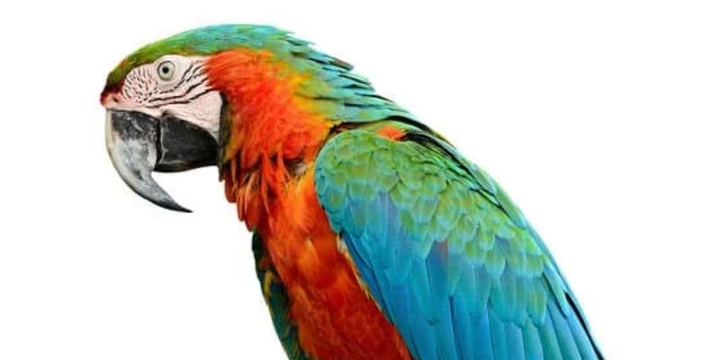 Loro Guacamayo Arlequín