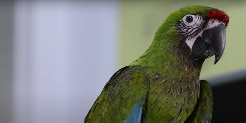 Loro Guacamayo Militar