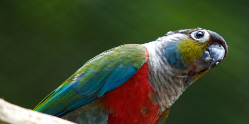Loro Pyrrhura, tipos, cuidados, precio