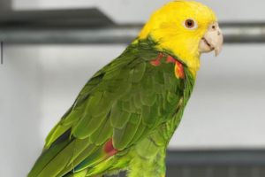 PRECIO LORO AMAZONA CABEZA AMARILLA ORATRIX