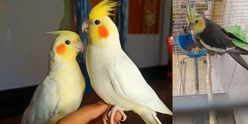 Pájaros Ninfas