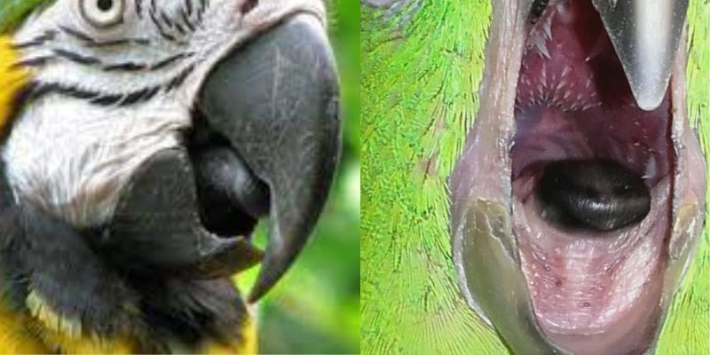 ¿Porqué mi loro tiene la lengua negra