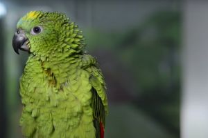 Precio Loro Amazona Eestiva