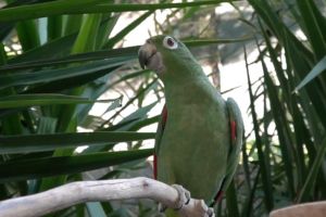 Precio Loro Amazona Farinosa