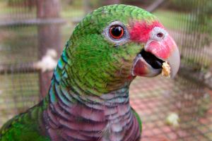 Precio Loro Amazona Vinacea