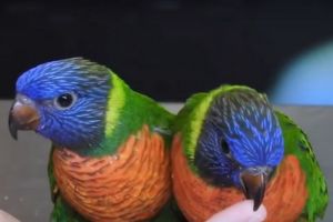 Precio Loro Arcoiris