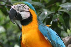 Precio Loro Guacamayo Ararauna