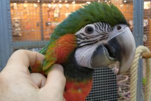 Precio Loro Guacamayo Arlequín