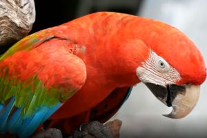 Precio Loro Guacamayo Cloroptera