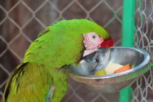 Precio Loro Guacamayo Milirar