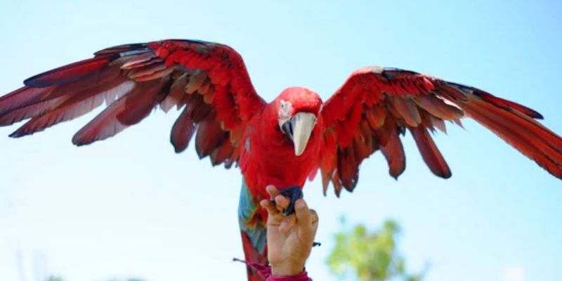 Precios de loros grandes