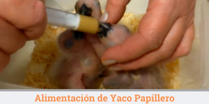 alimentacion yaco papillero
