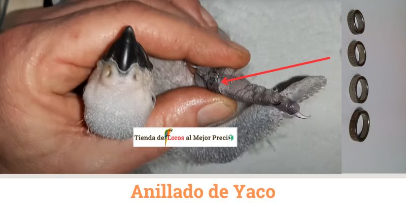 anillado de yaco papillero