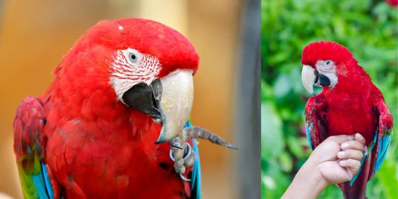 Loro Guacamayo Cloroptera