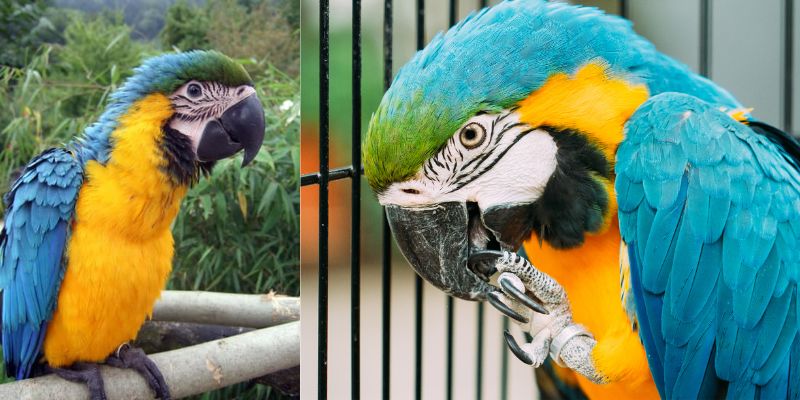 Loro Guacamayo Ararauna