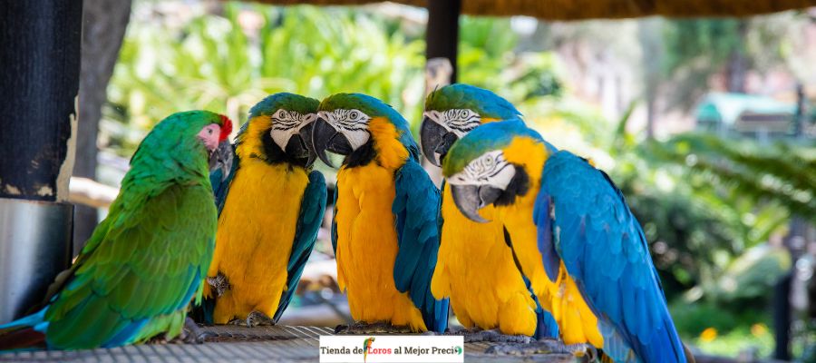 tienda de loros precio