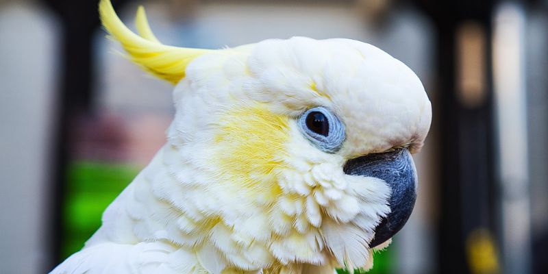 loro Cacatúa Alba