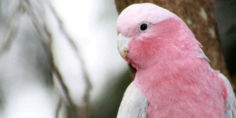 loro Cacatúa Galah