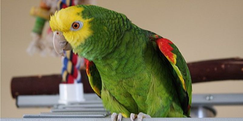 loro amazona cabeza amarilla