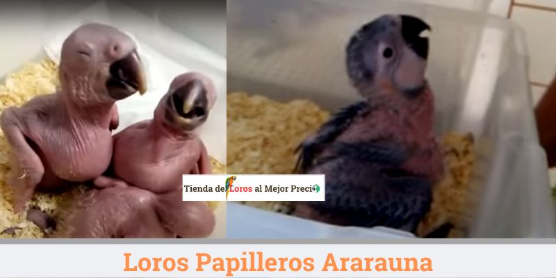 loro papillero ararauna