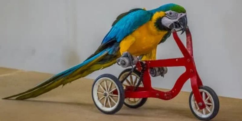 precio accesorios loros