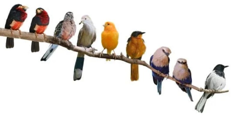 tipos de pájaros